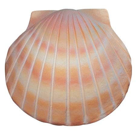 Shell Biodegrable Urn Sand